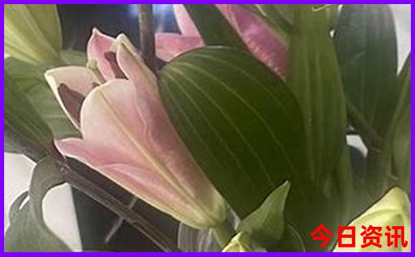 尼泊尔旅游最佳季节